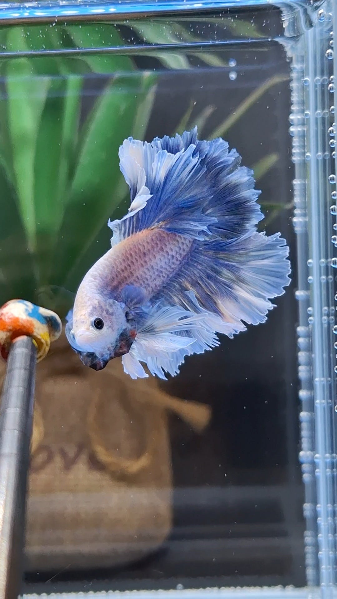 King Feathertail Grizzle Butterfly Betta Fish Male