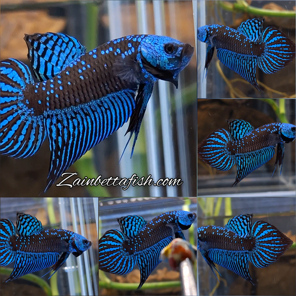 Alien Wild Betta Samurai Green Spadetail Rare Betta Fish Male