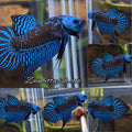 Alien Wild Betta Samurai Green Spadetail Rare Betta Fish Male