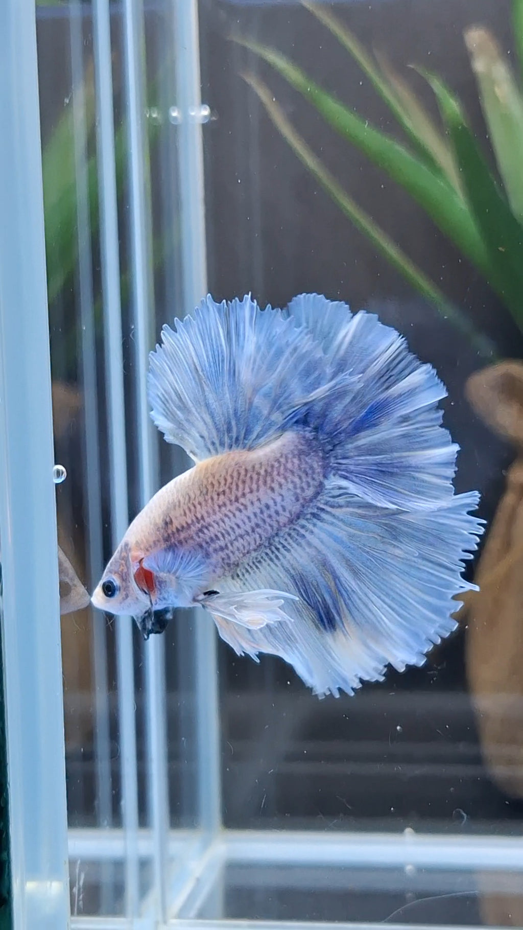 Halfmoon King Feathertail Grizzle Betta Fish Male