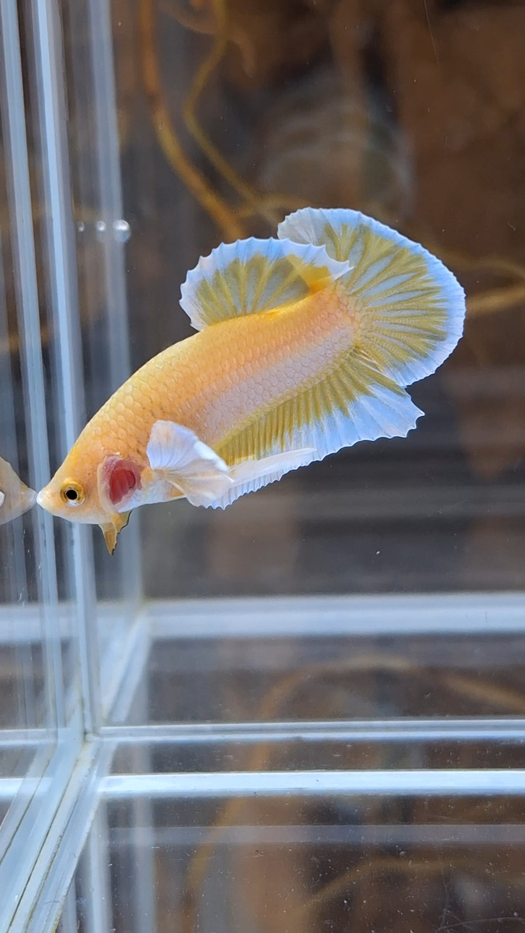 Gold Big Ear Butterfly Plakat Betta Fish Male