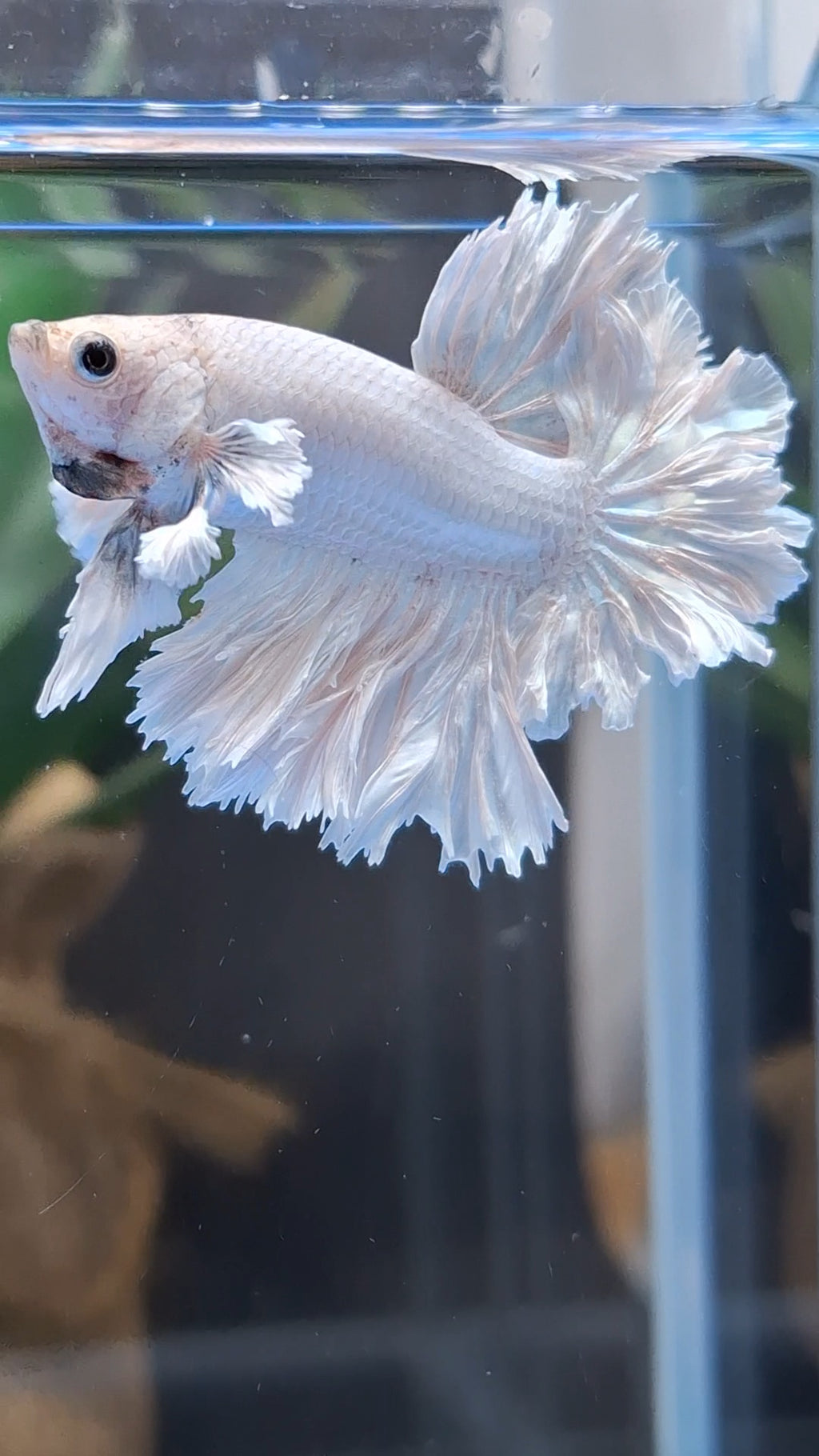 King Feathertail Rose Dumbo Ear White Dragon Platinum Betta Fish Male