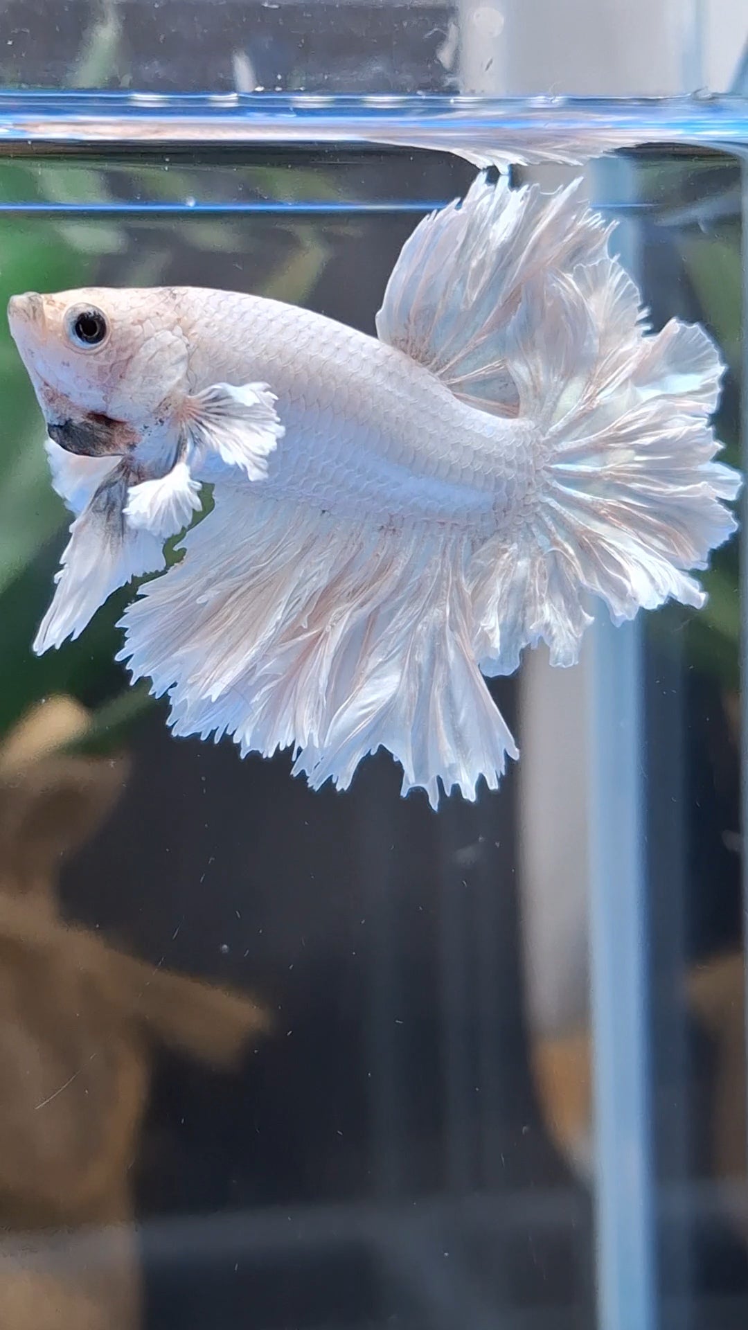 King Feathertail Rose Dumbo Ear White Dragon Platinum Betta Fish Male