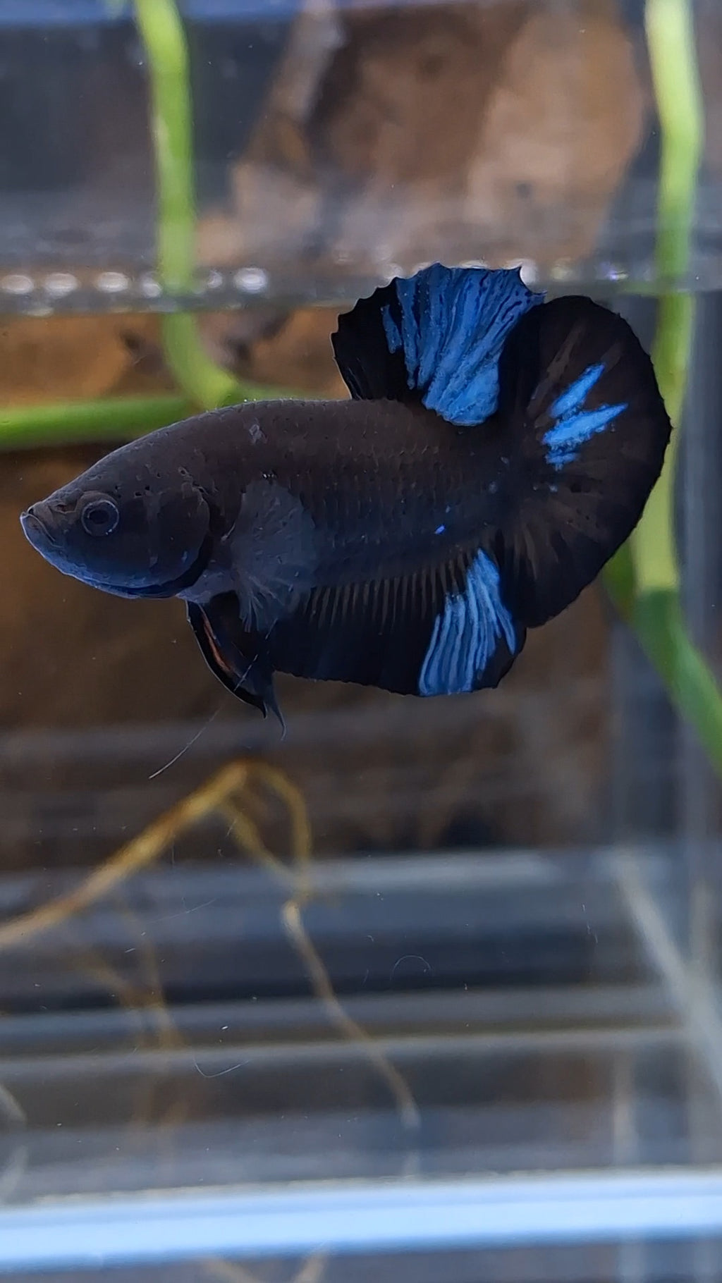 Blue Black Light Avatar Plakat HMPK Betta Fish Male