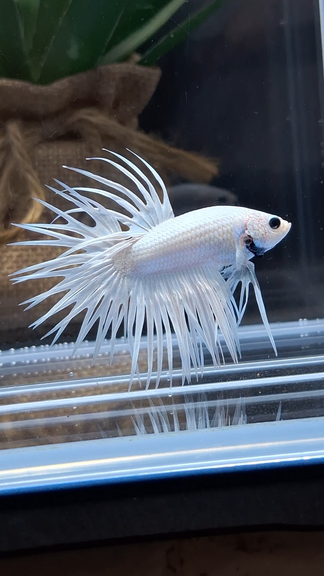 Crowntail White Platinum Betta Fish Male