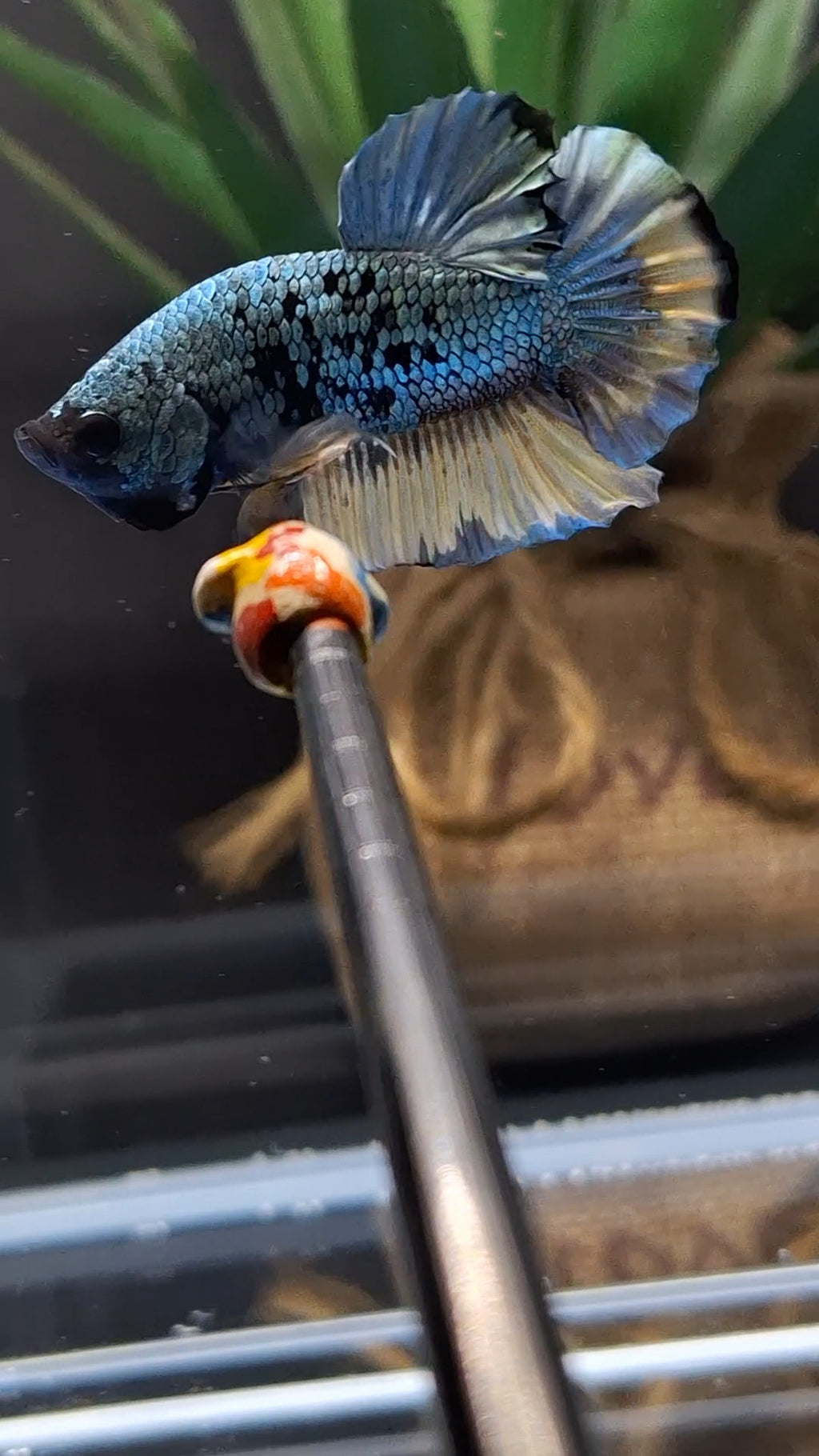 Avatar Copper Yellow Plakat HMPK Betta Fish Male