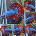 Blue Turquoise Dragon Startail Big Tail HMPK Betta Fish Male