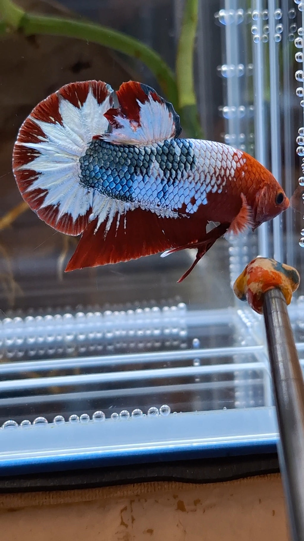 Red Fancy Army FCCP Startail Large Size HMPK Plakat Betta Fish Male