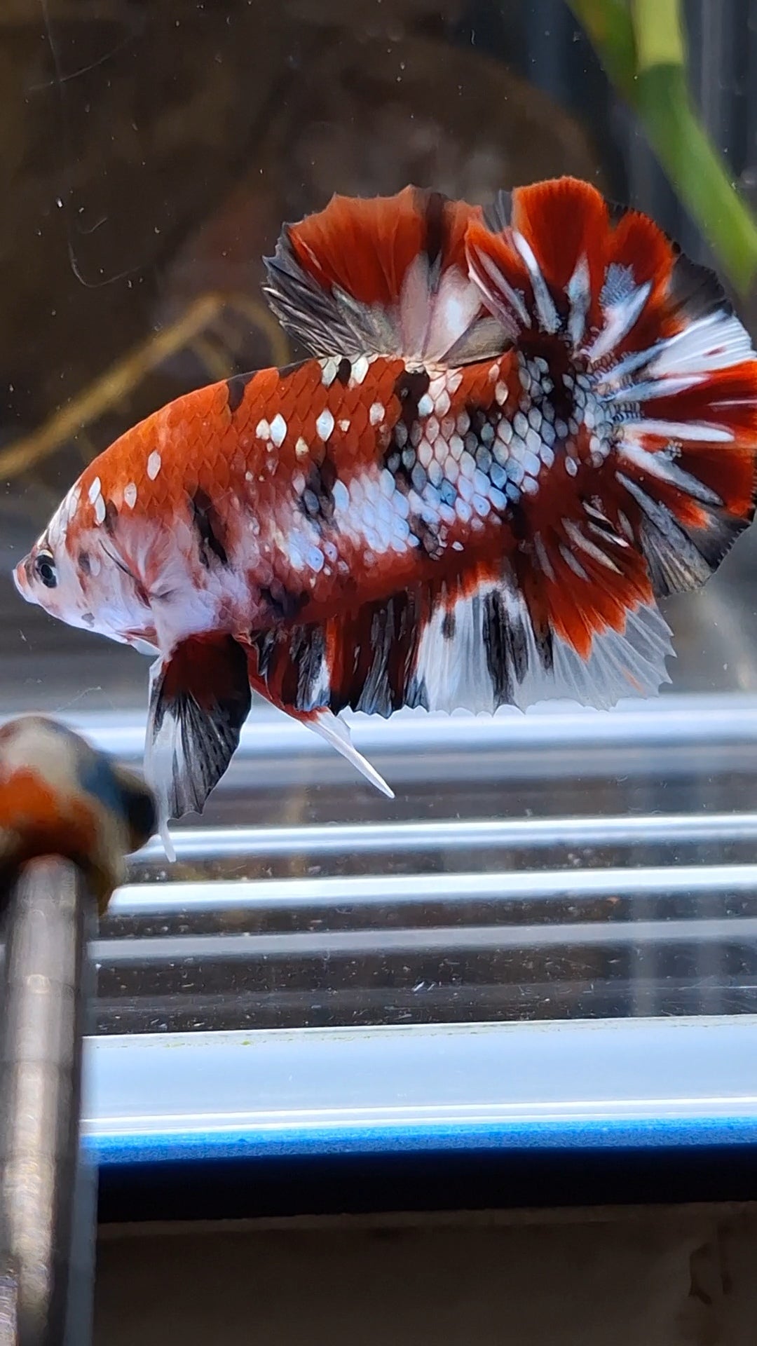 Red Koi Copper Gold Iron Man Plakat HMPK Betta Fish Male