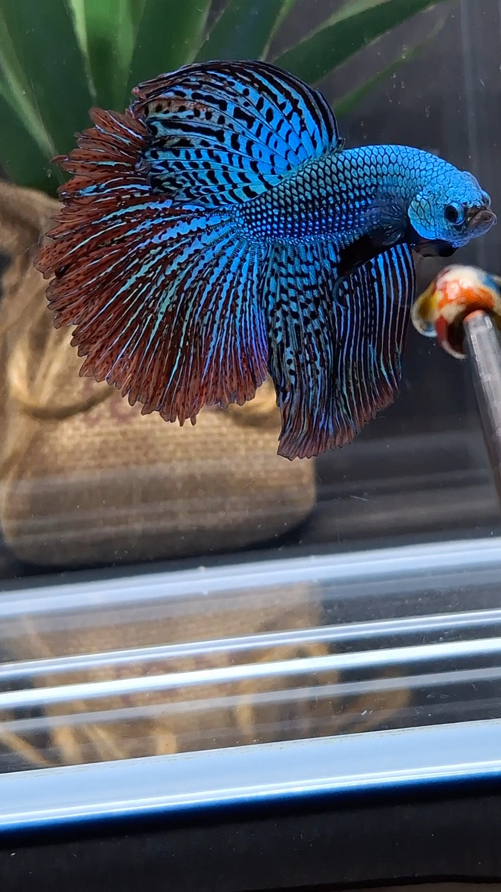 Premium Halfmoon Over Tail Rare Alien Wild Betta Fish Male Large Size