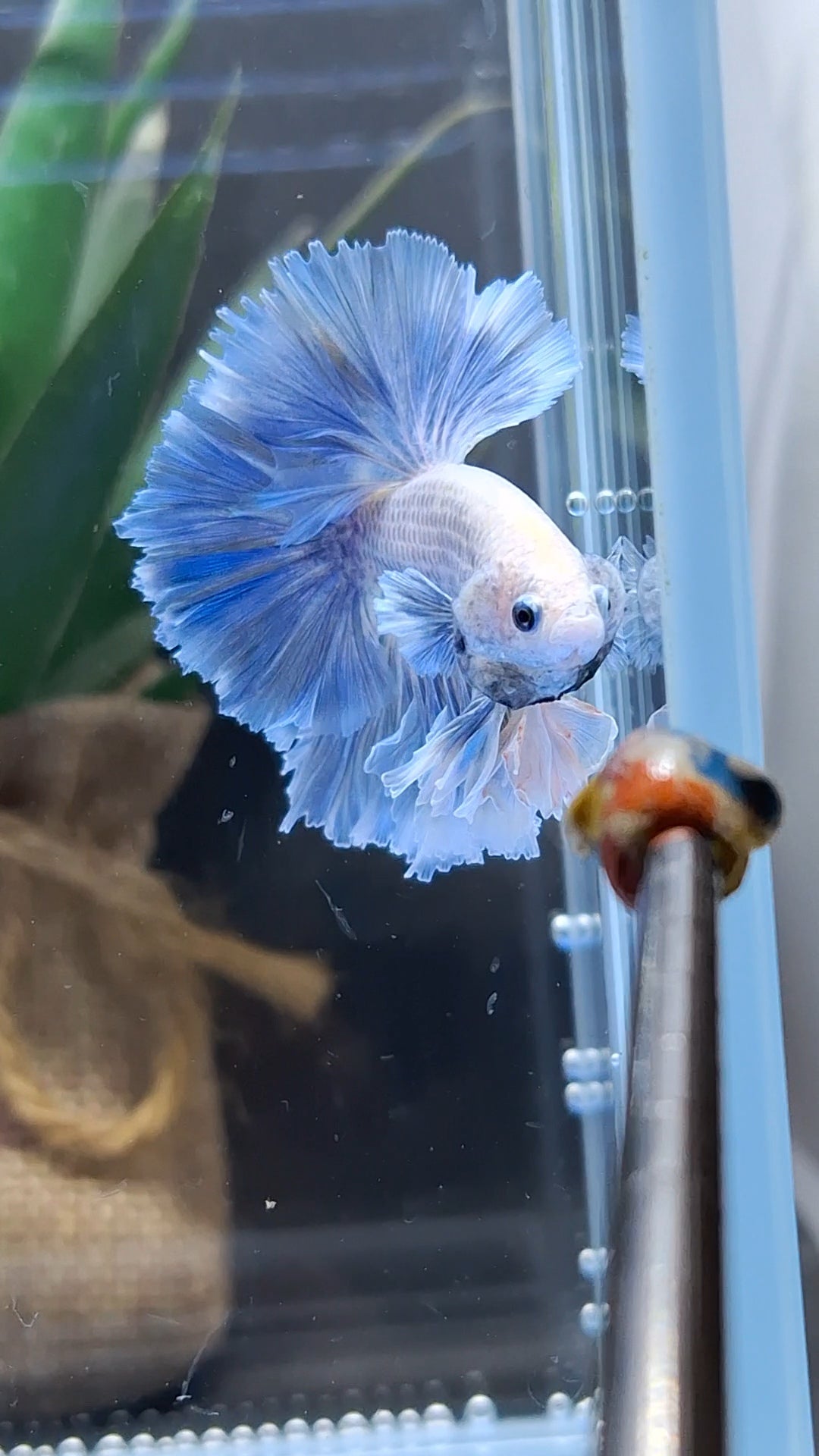 King Feathertail Grizzle Betta Fish Male