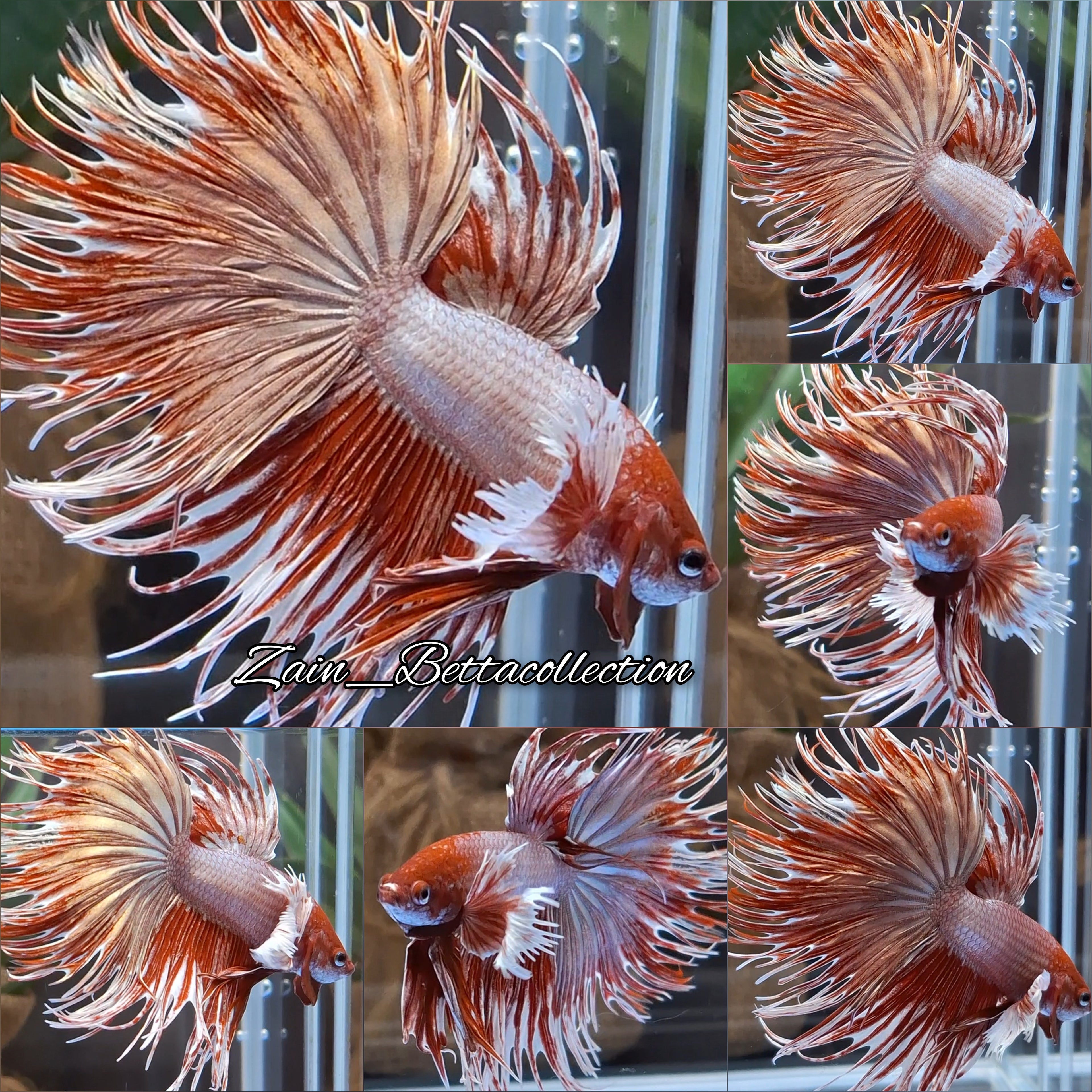 Crowntail Dumbo Ear Rose Gold Super Rare Betta Fish Male