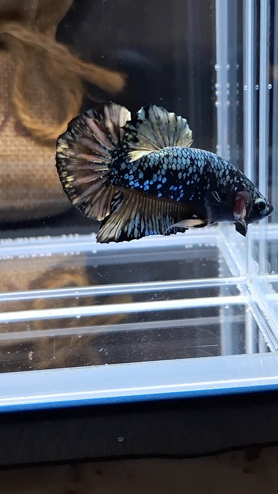 Gold Copper Nebula Avatar Plakat HMPK Betta Fish Male