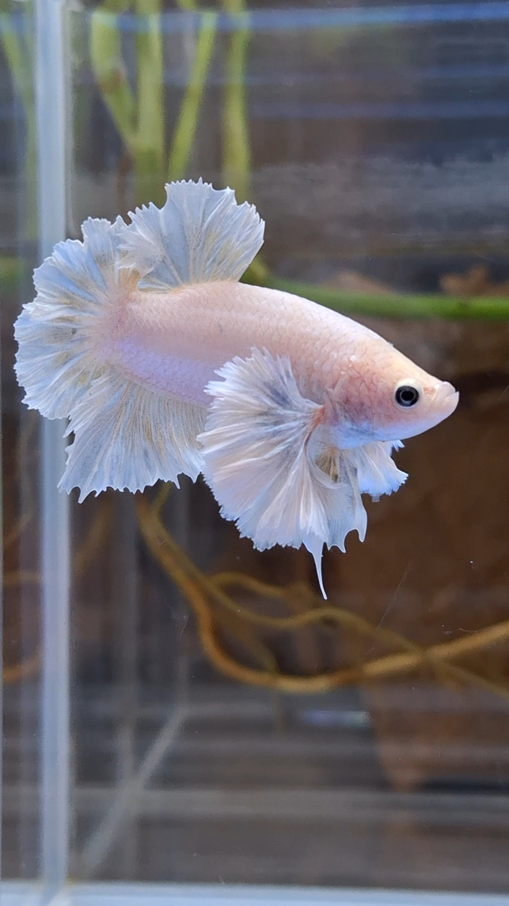 Premium Super Dumbo Ear Rose Rare Betta Fish Male