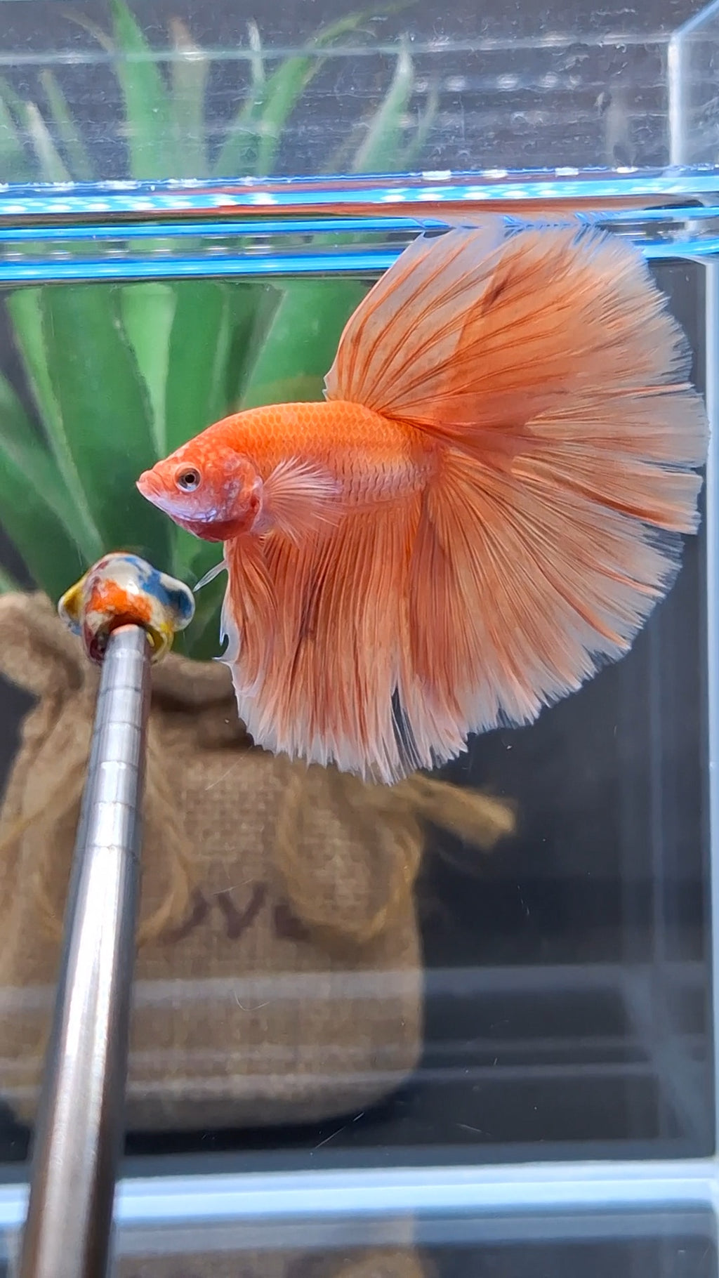 Over Halfmoon Orange Solid Premium Betta Fish Male