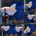 Halfmoon Blue Rim Betta Fish Male