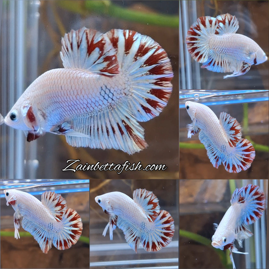 Red Dragon Snow Plakat HMPK Betta Fish Male