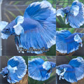 Super Dumbo Ear Halfmoon Blue Butterfly Betta Fish Male