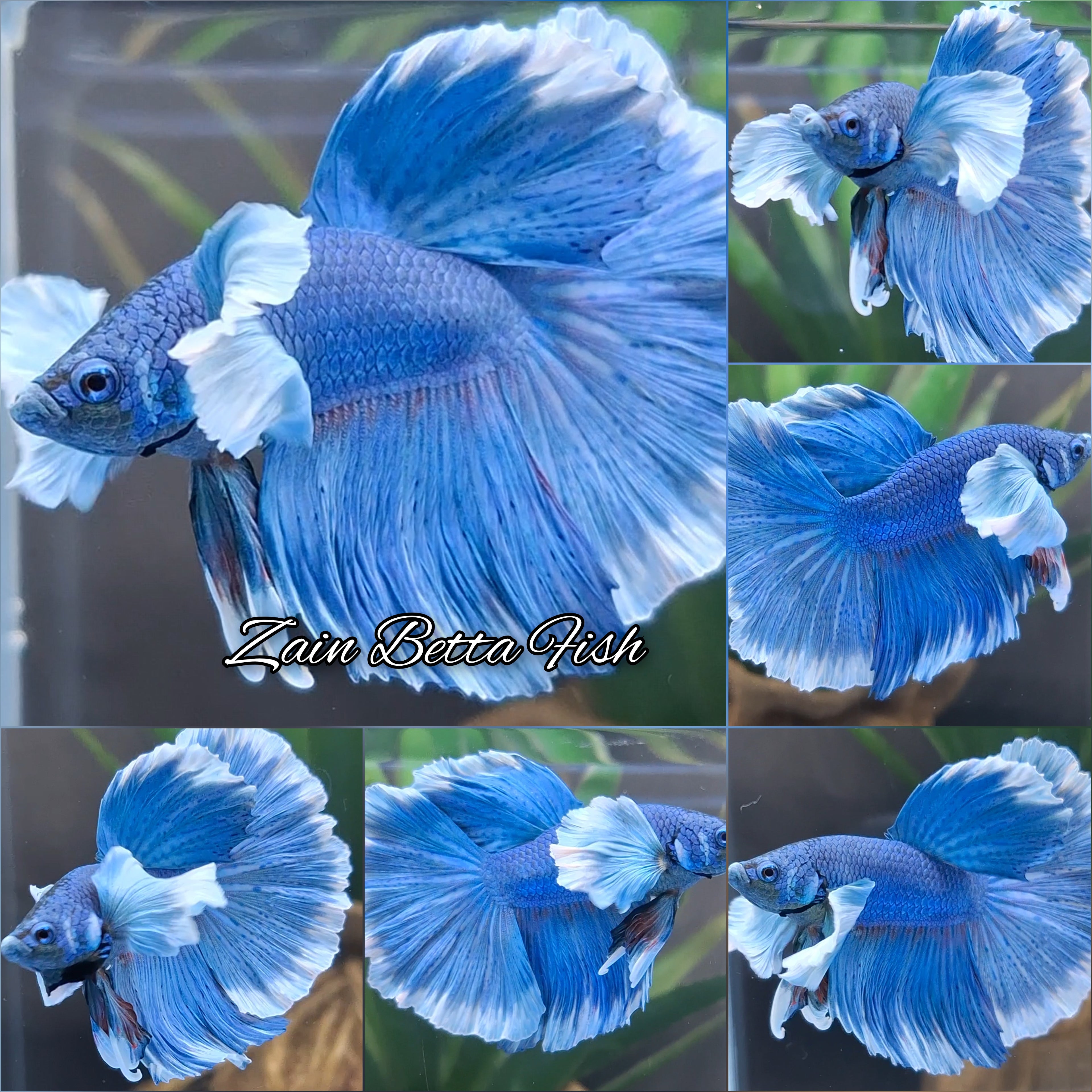 Super Dumbo Ear Halfmoon Blue Butterfly Betta Fish Male