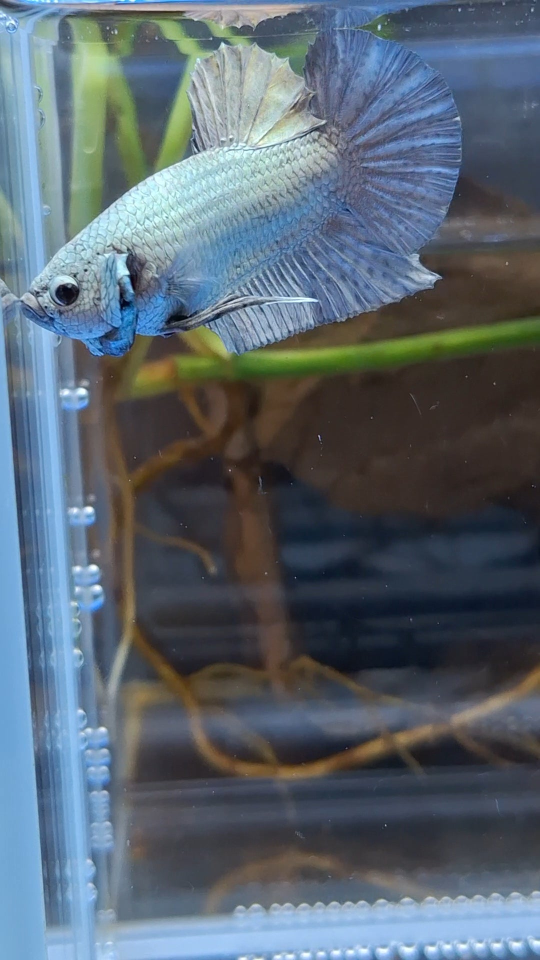 Copper Solid Size Large Plakat HMPK Betta Fish Male