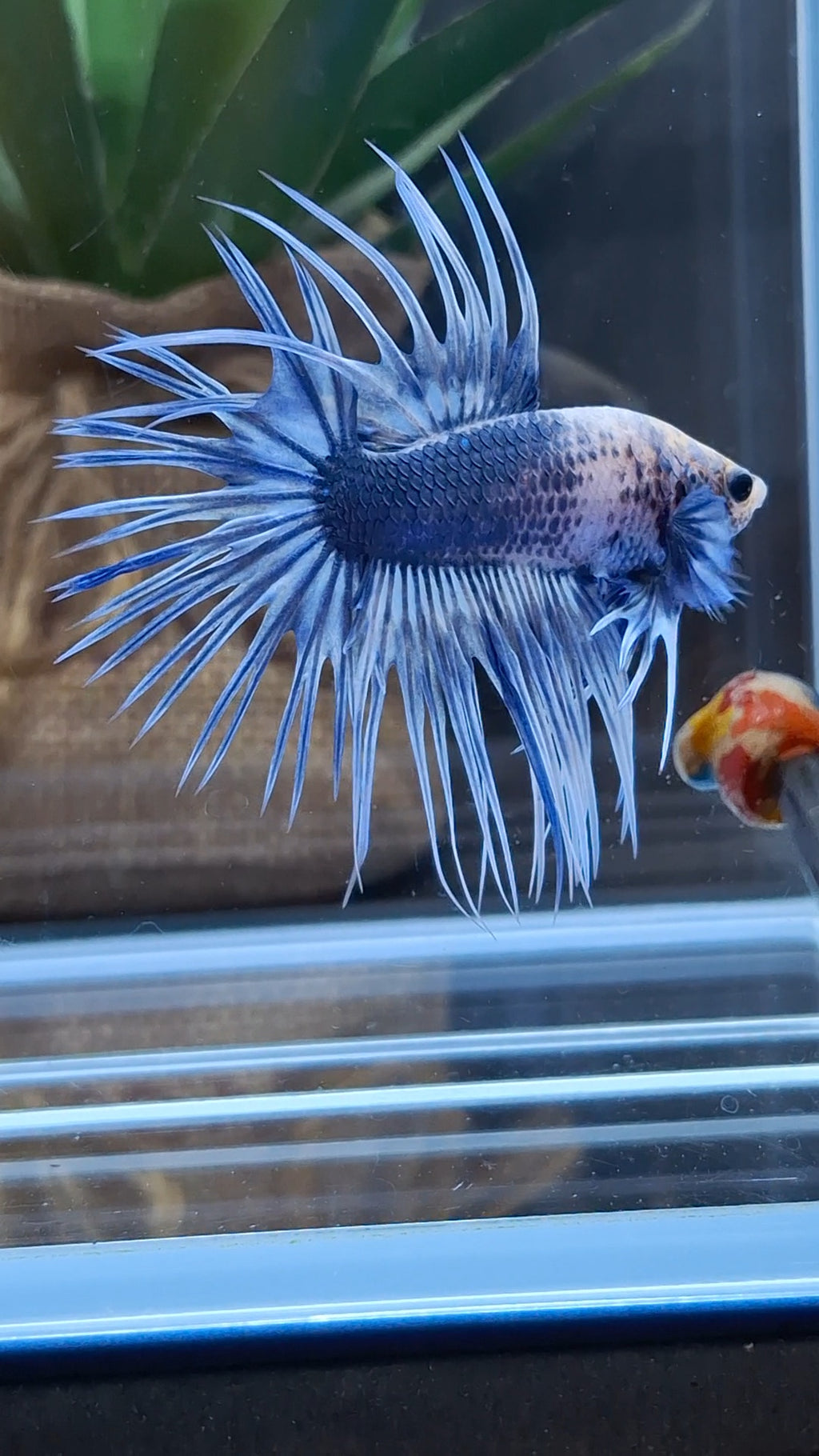 Crowntail Grizzle Betta Fish Male