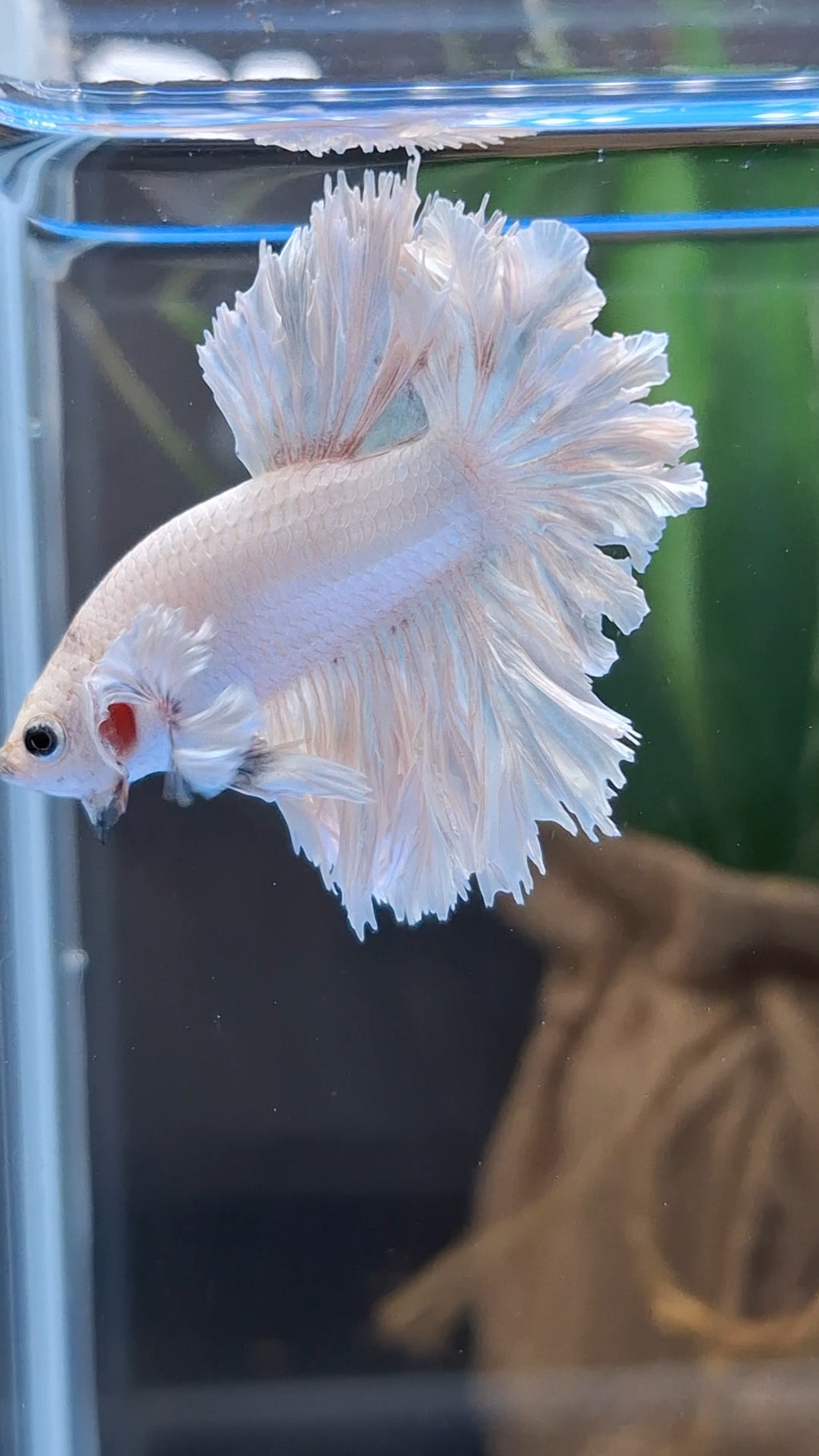 King Feathertail Rose Dumbo Ear White Dragon Platinum Betta Fish Male