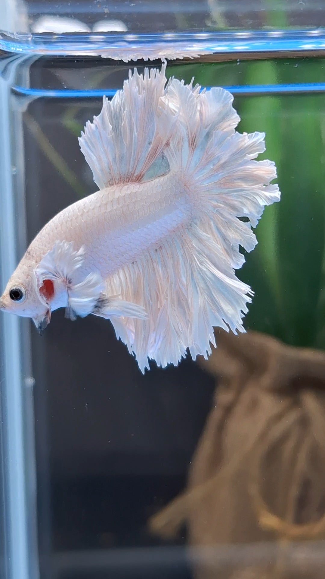 King Feathertail Rose Dumbo Ear White Dragon Platinum Betta Fish Male