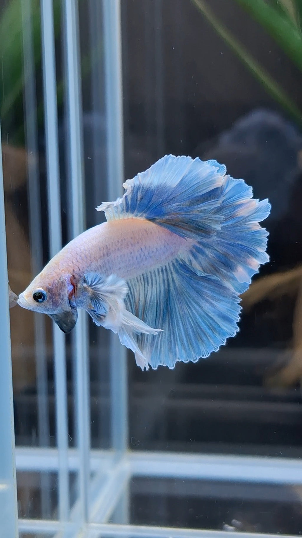 King Feathertail Rose Dumbo Ear Blue Sky Betta Fish Male