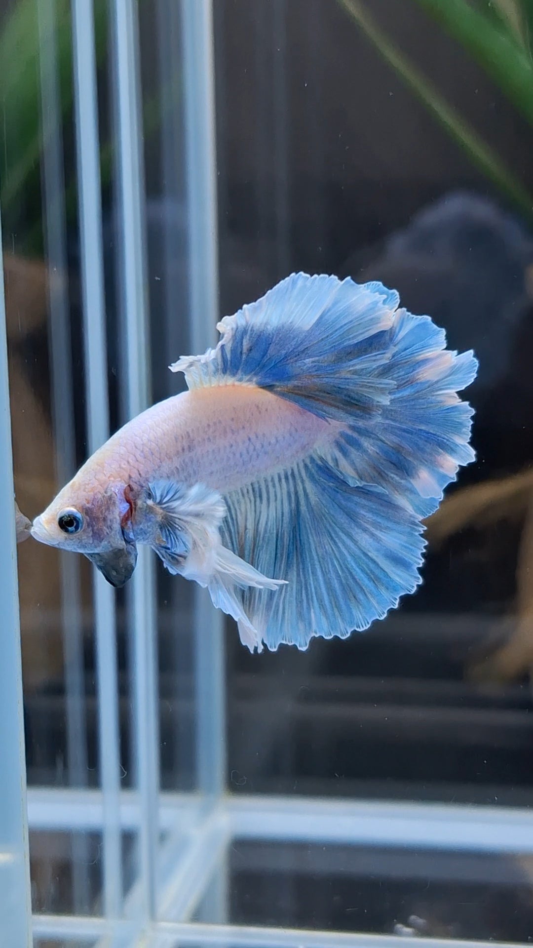 King Feathertail Rose Dumbo Ear Blue Sky Betta Fish Male