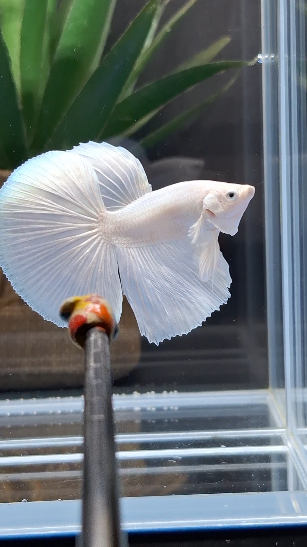 Halfmoon White Platinum Betta Fish Male