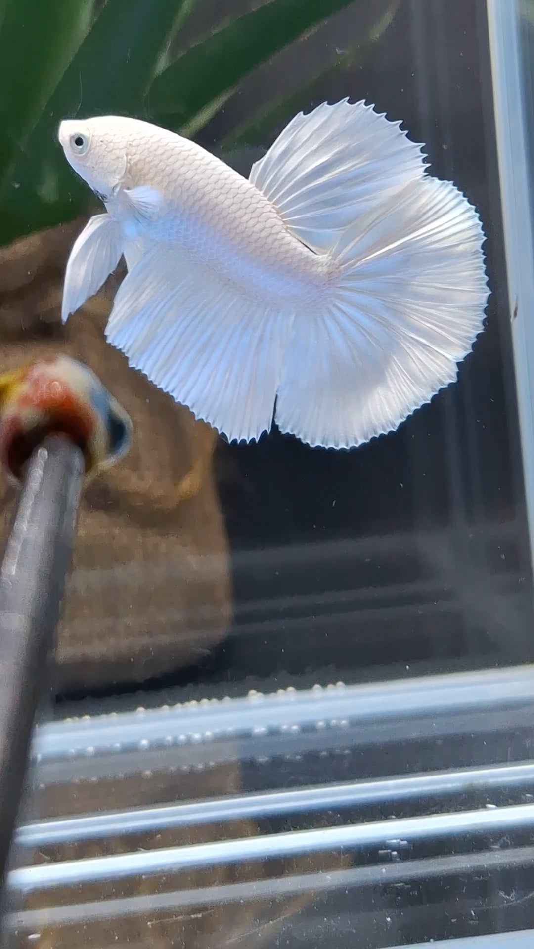 Halfmoon White Platinum Betta Fish Male