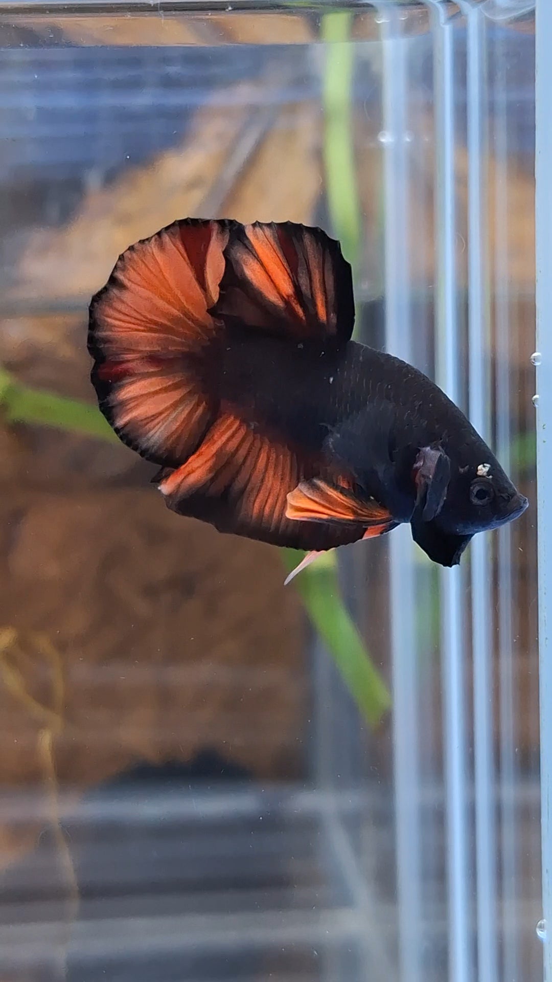 Avatar Nemo Copper Gold Black Variation Plakat HMPK Betta Fish Male