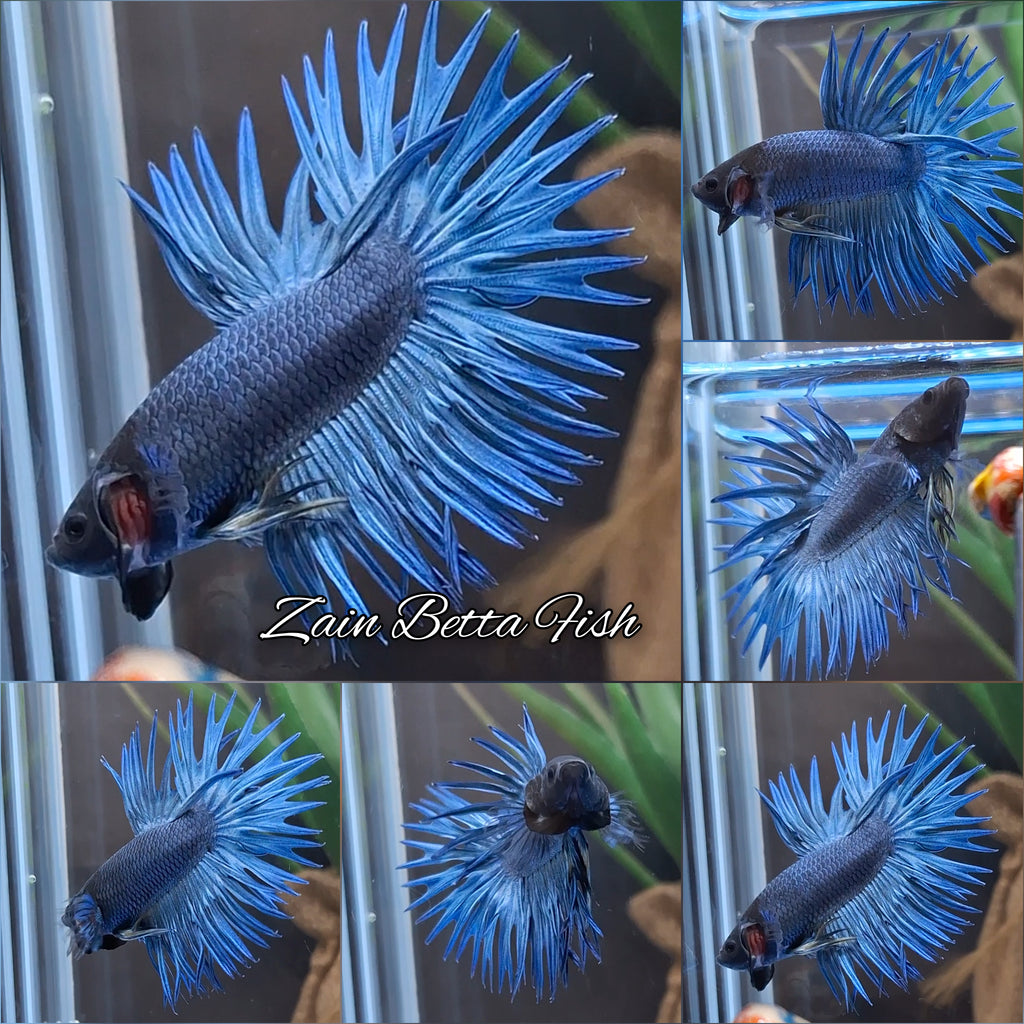 Crowntail Blue Betta Fish Male