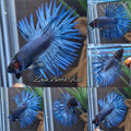 Crowntail Blue Betta Fish Male