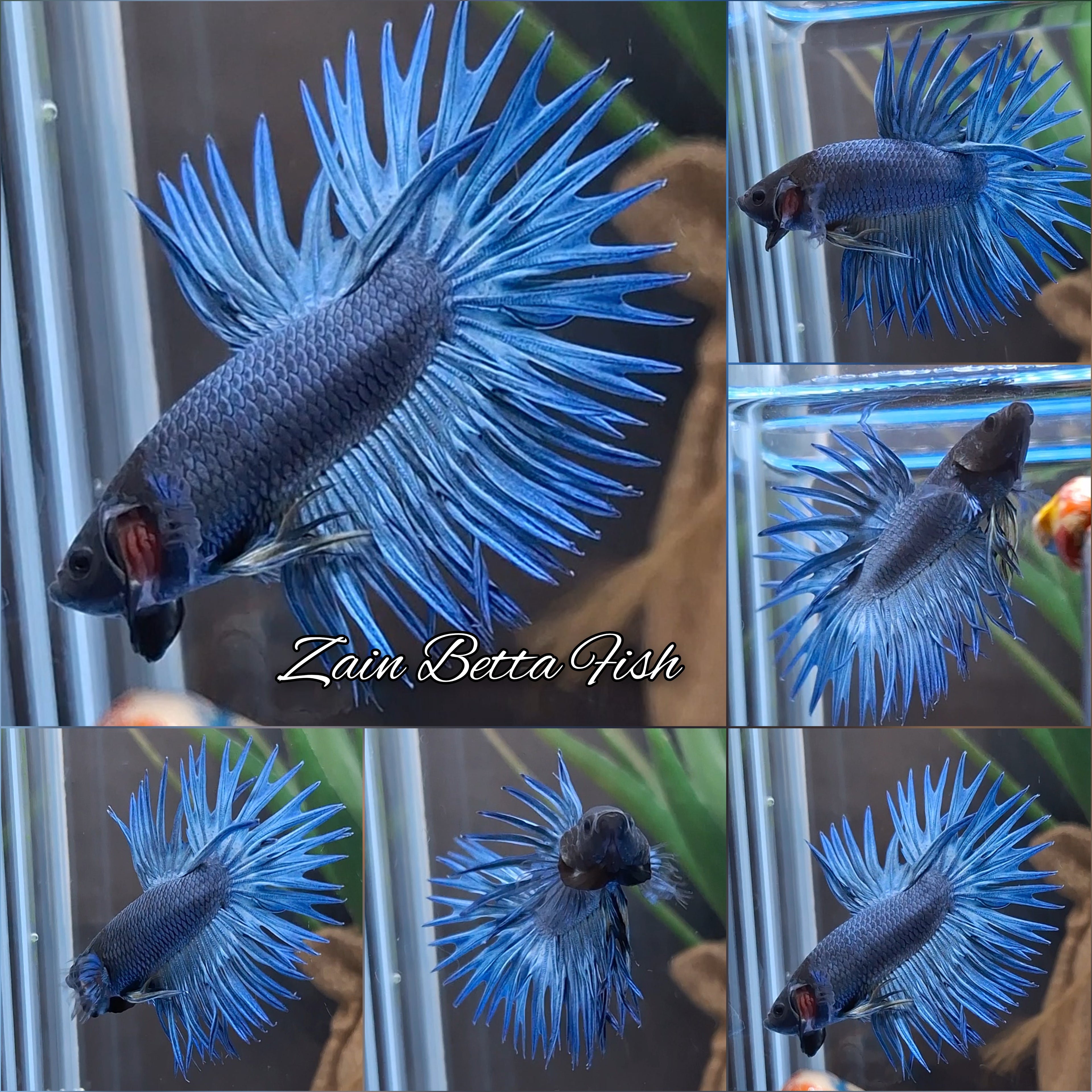 Crowntail Blue Betta Fish Male