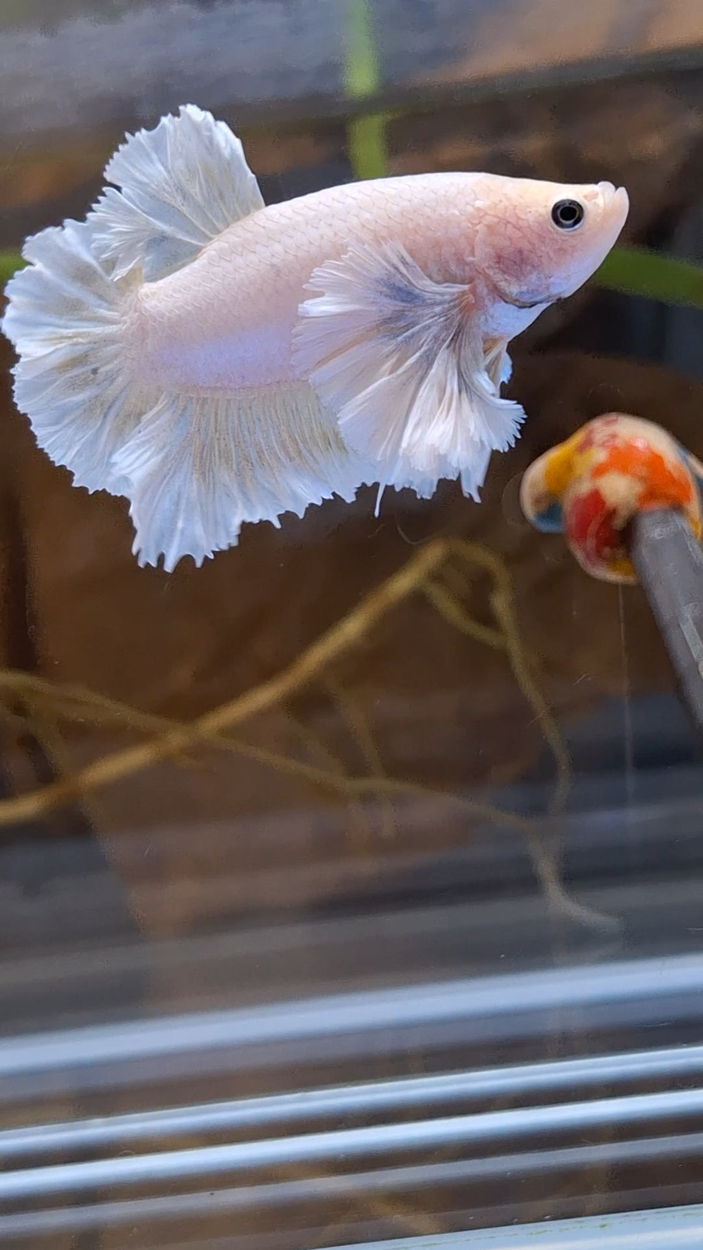 Premium Super Dumbo Ear Rose Rare Betta Fish Male