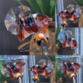 Candy Koi Copper HMPK Betta Fish Male