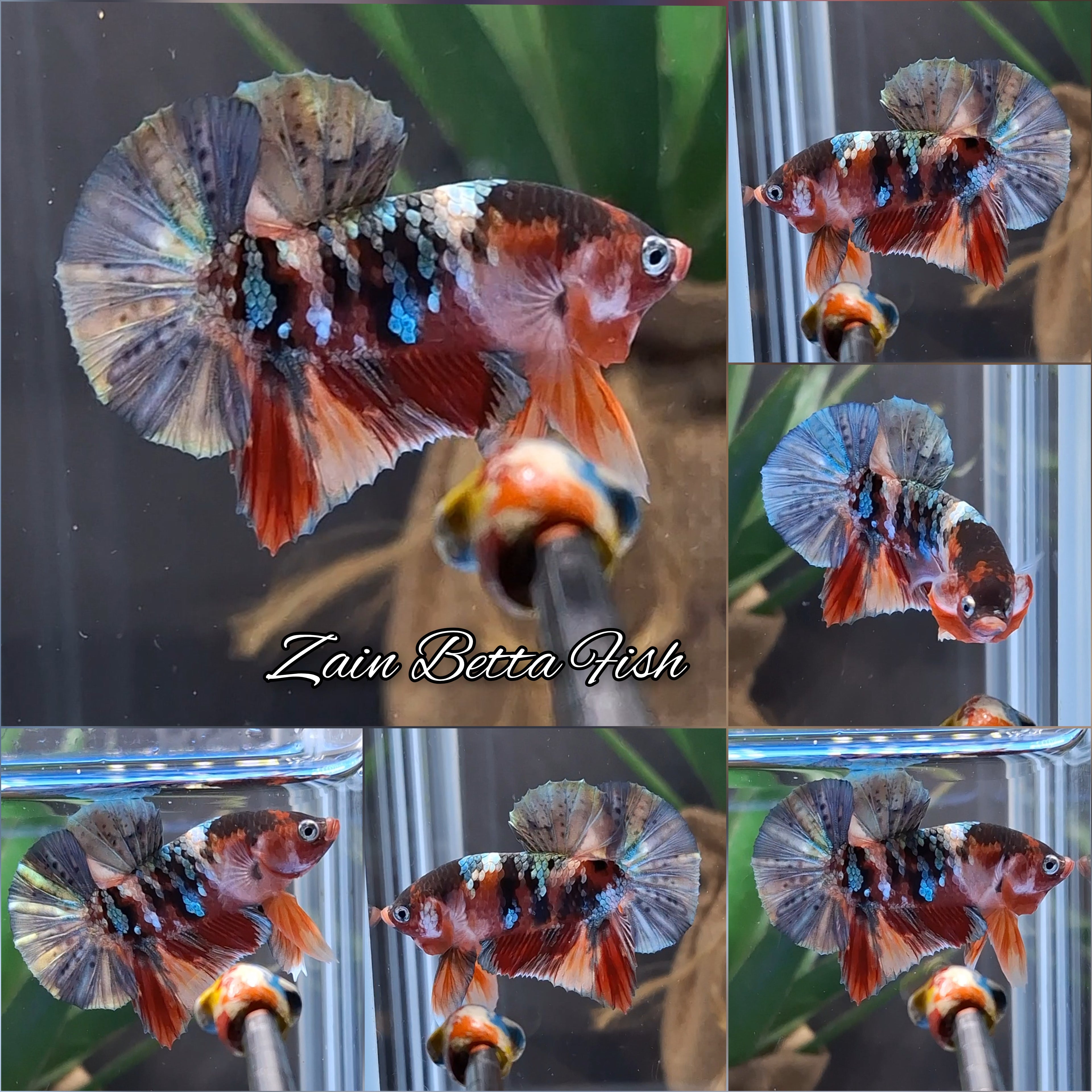 Candy Koi Copper HMPK Betta Fish Male
