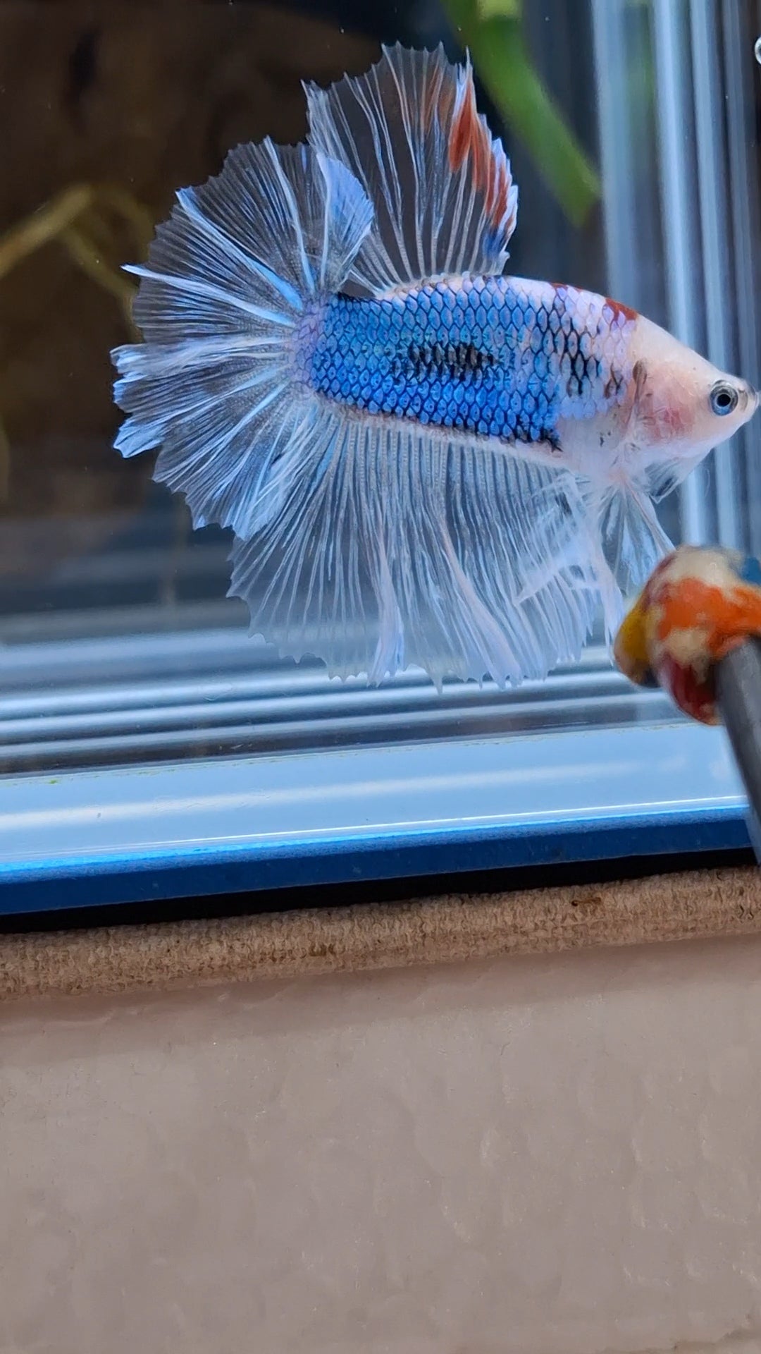 Halfmoon King Feathertail Monkay Face Fancy Rare Betta Fish Male