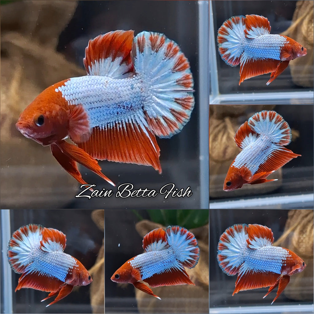 Red Fancy Copper FCCP Startail Plakat HMPK Betta Fish Male