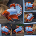 Red Fancy Copper FCCP Startail Plakat HMPK Betta Fish Male