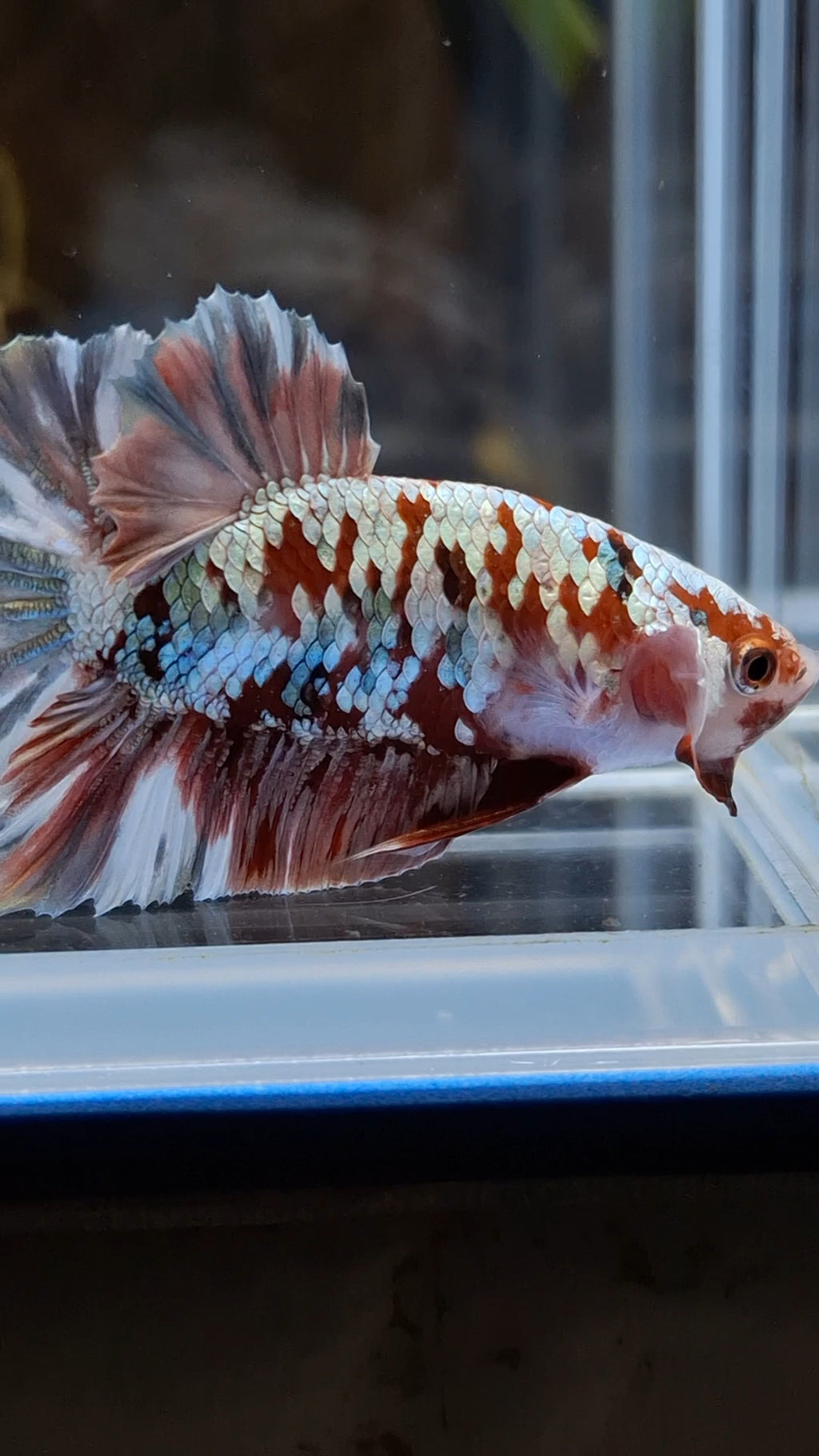 Red Koi Copper Gold Iron Man Plakat HMPK Betta Fish Male