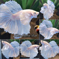 Dumbo Ear White Unicorn Skyblue Halfmoon Betta Fish Male