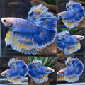 Halfmoon Rosetail Yellow Grizzle Betta Fish Male