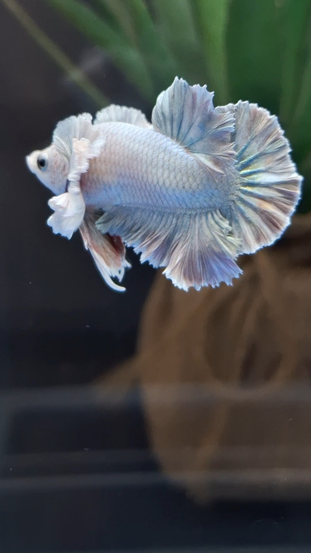 Premium Dumbo Ear Rose Gold Aurora Rare Plakat HMPK Betta Fish Male