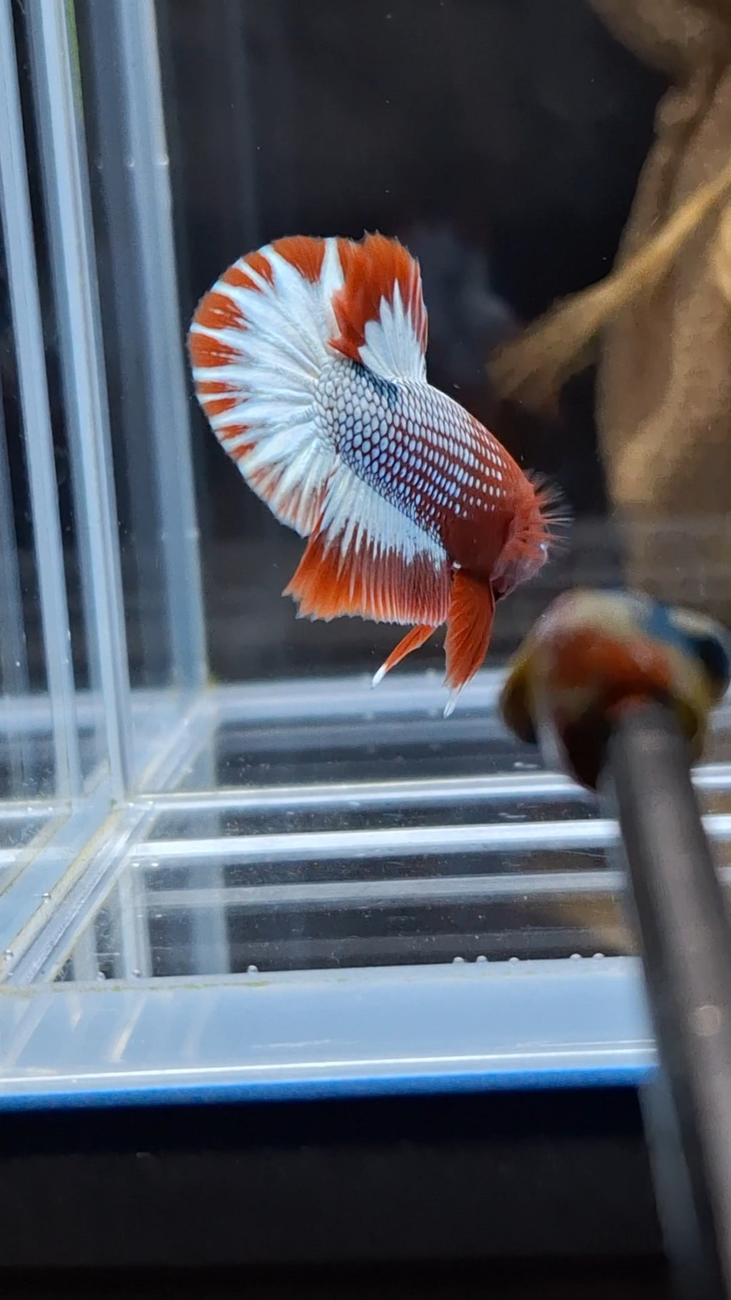 Red Fancy Copper FCCP Startail Plakat HMPK Betta Fish Male