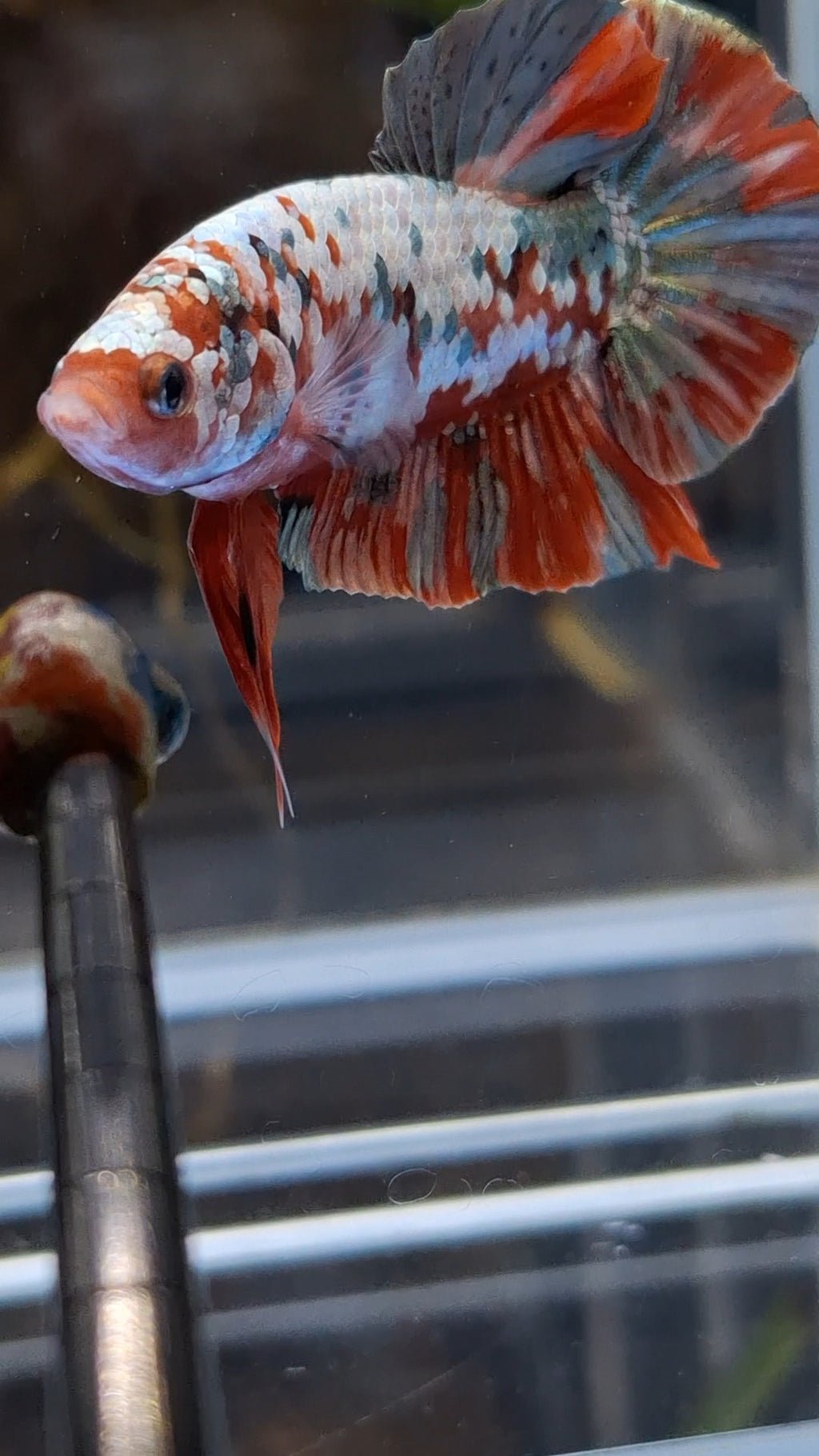 Red Koi Copper Gold Iron Man Plakat HMPK Betta Fish Male