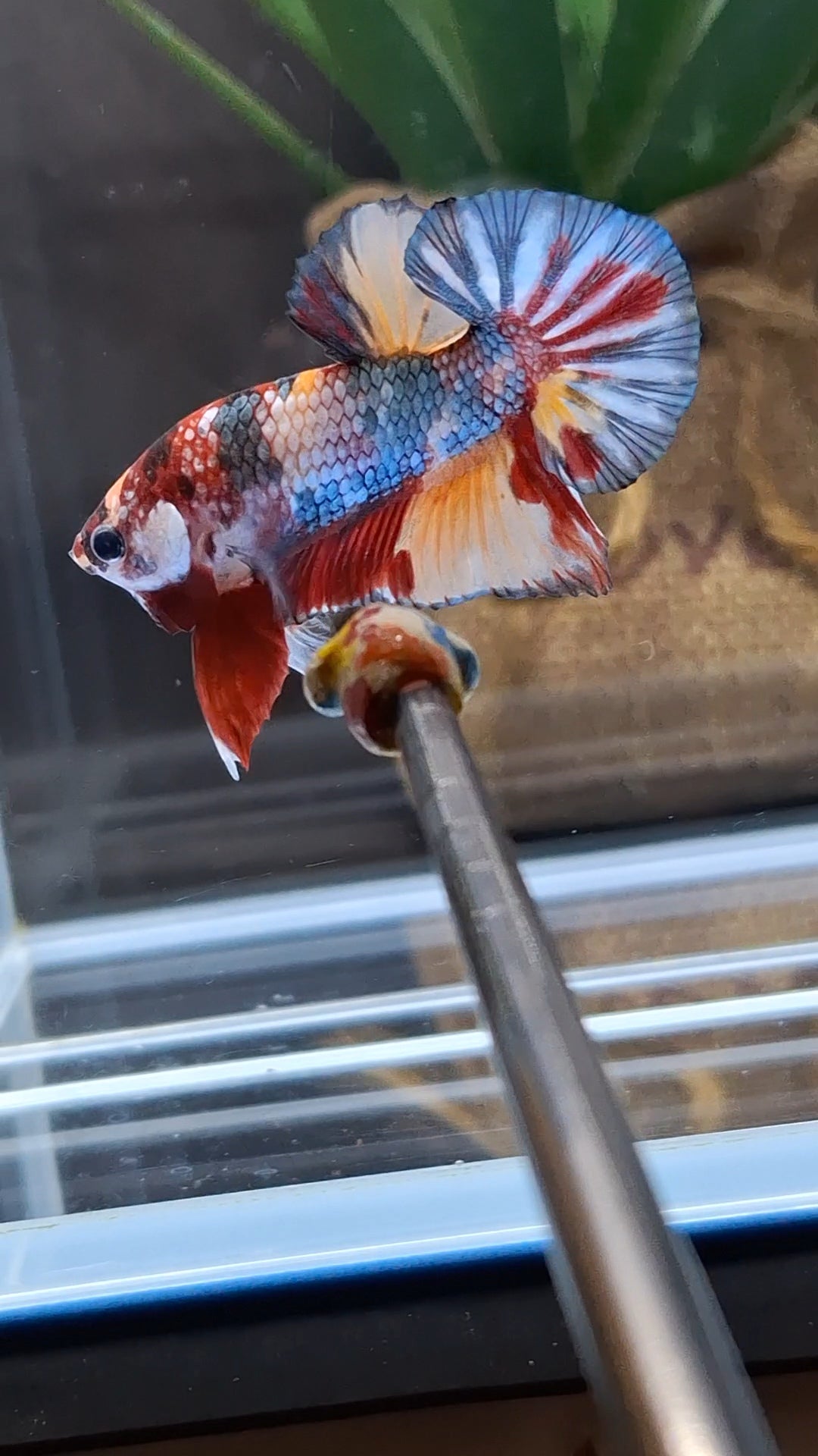 Candy Koi Copper Plakat HMPK Betta Fish Male