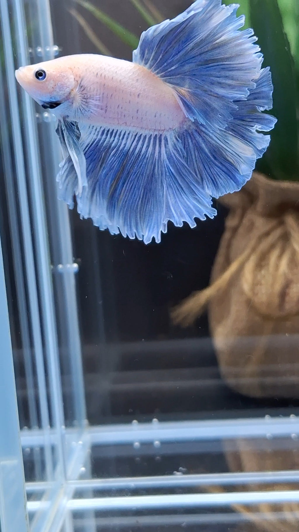 Halfmoon Feathertail Blue Sky Grizzle Betta Fish Male