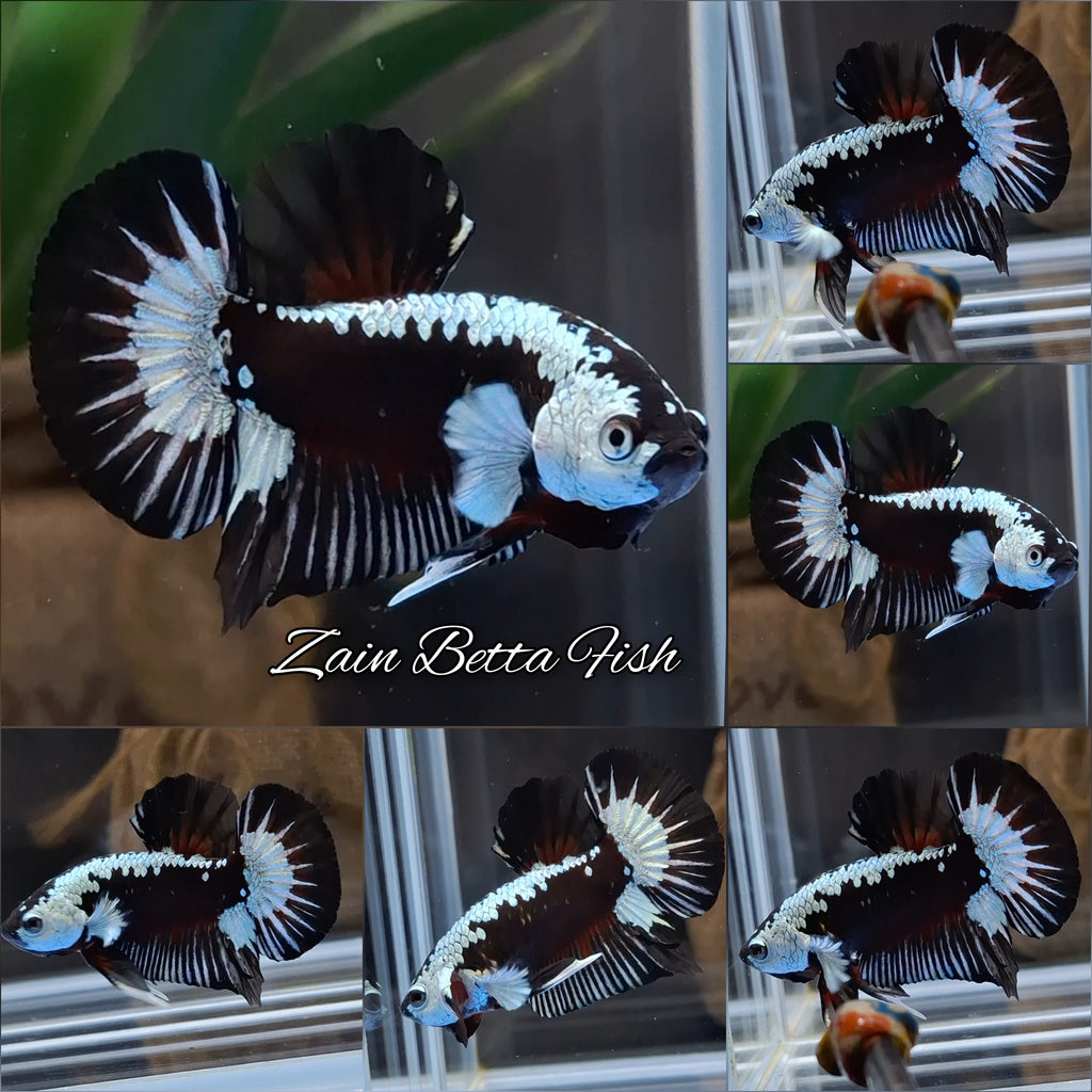 Samurai Black Mamba Snow Plakat HMPK Premium Betta Fish Male